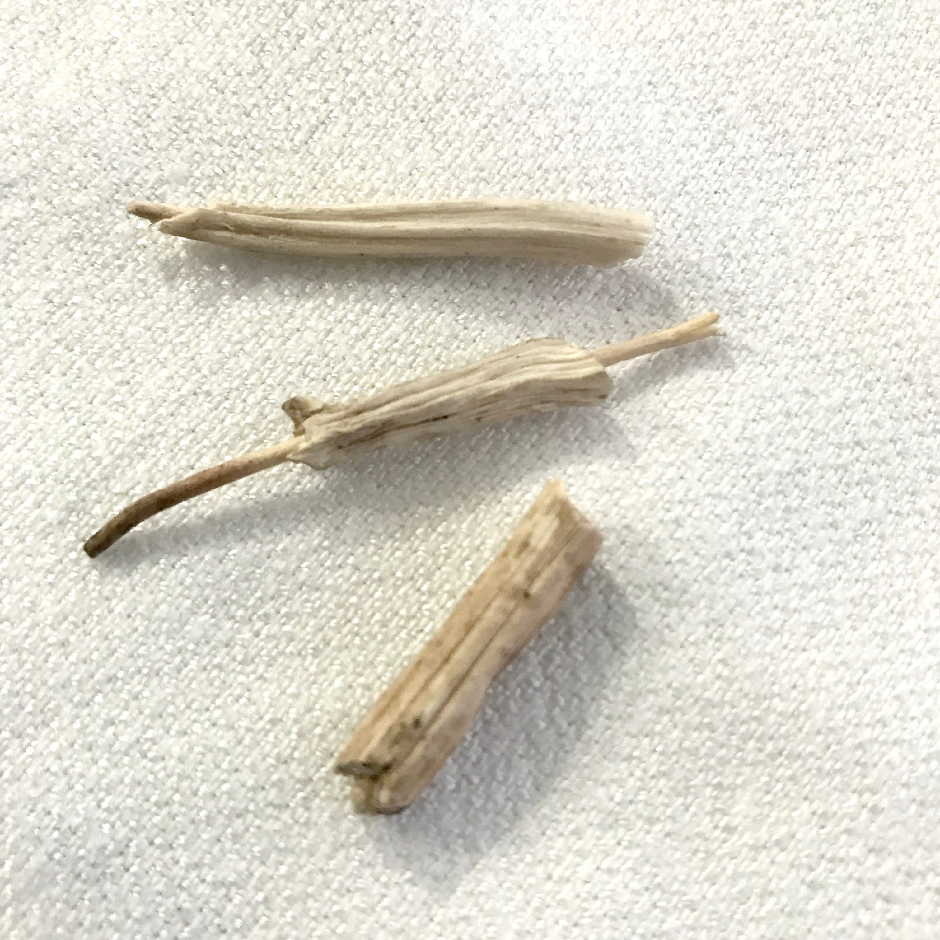 SHATAVARI: SHE WHO HAS A 100 HUSBANDS