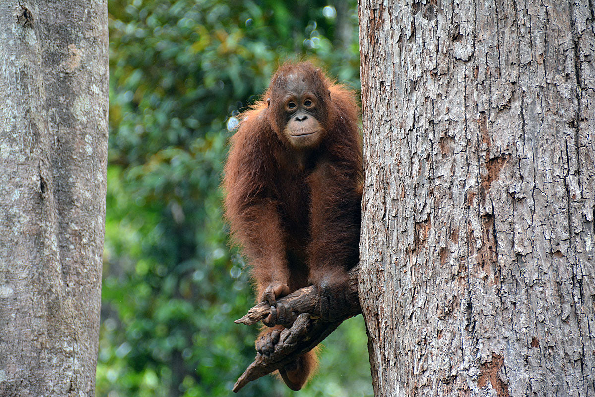 THE NEWEST AND YOUNGEST MEMBER OF OUR PURE TRIBE - BUMI!