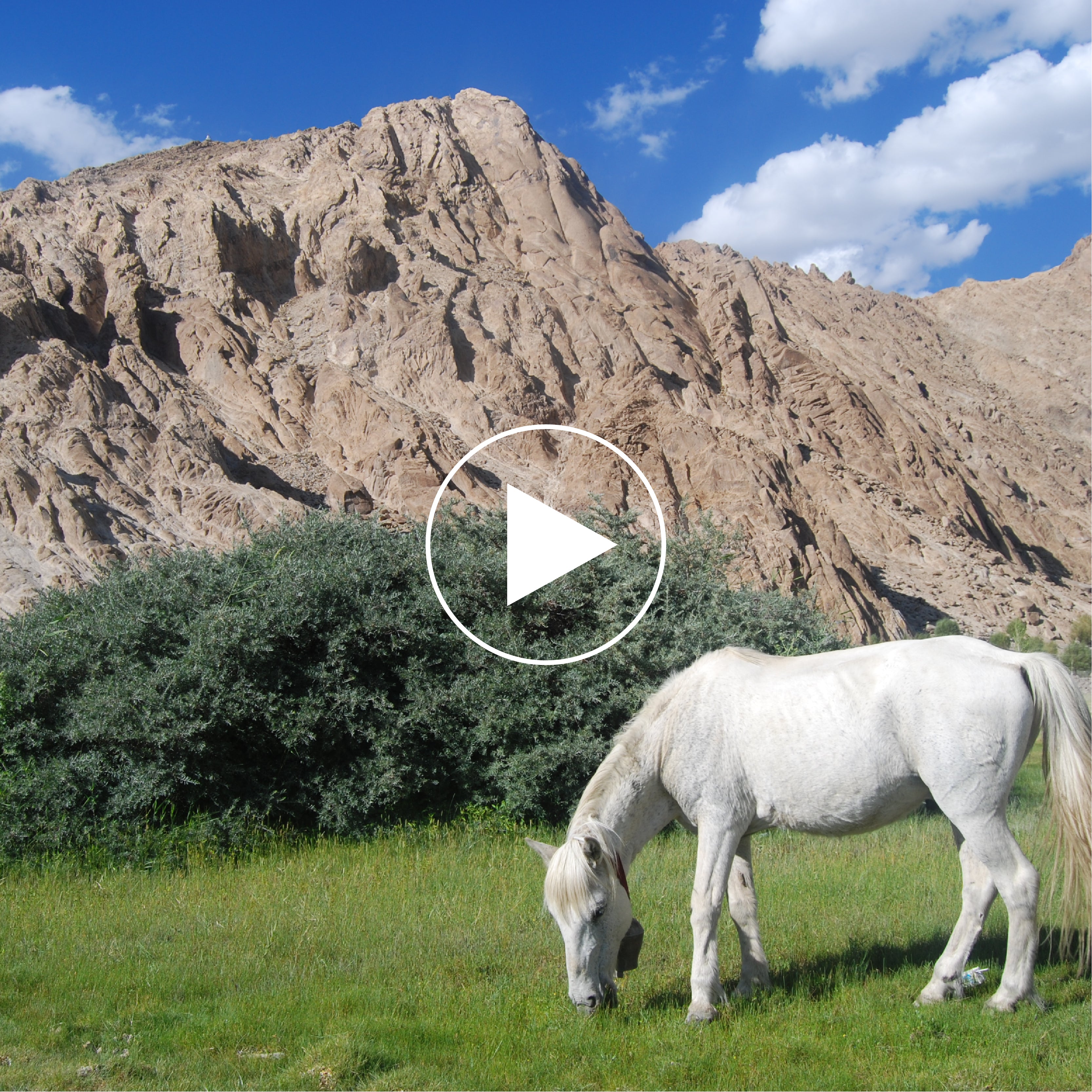 BORN IN THE HIMALAYAS - A FILM