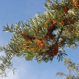 Wild Seaberry Supercritical Oil