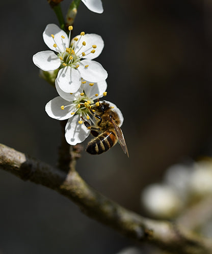 World Bee Day 2022