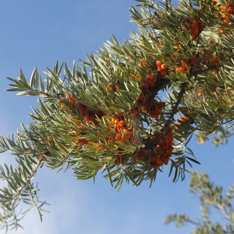 Wild Seaberry Supercritical Oil